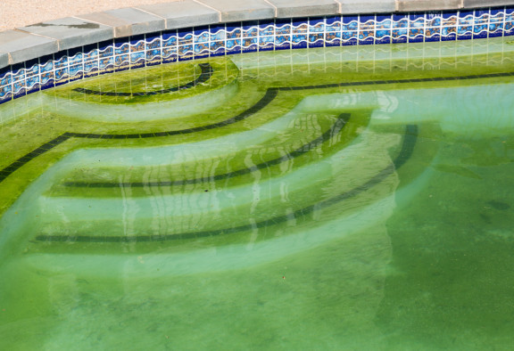 eau piscine verte